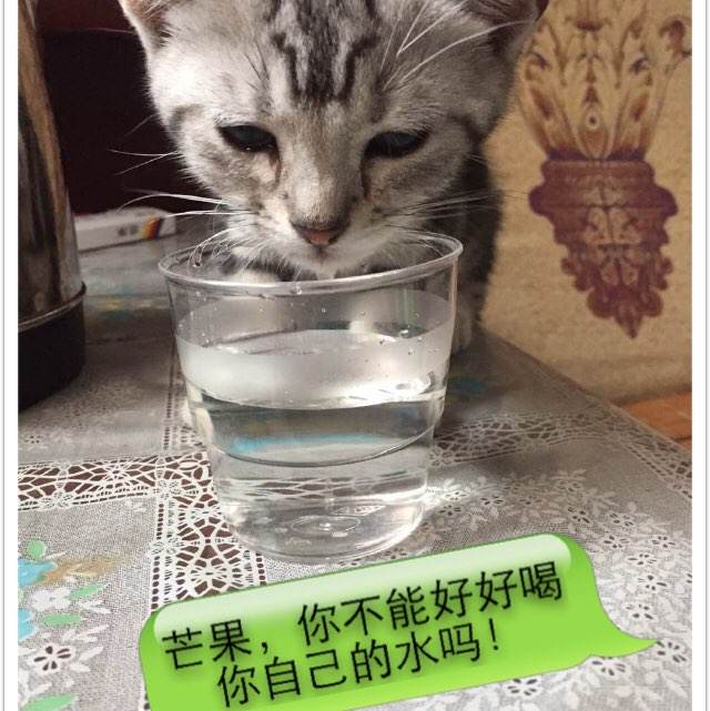买个假的冰岛